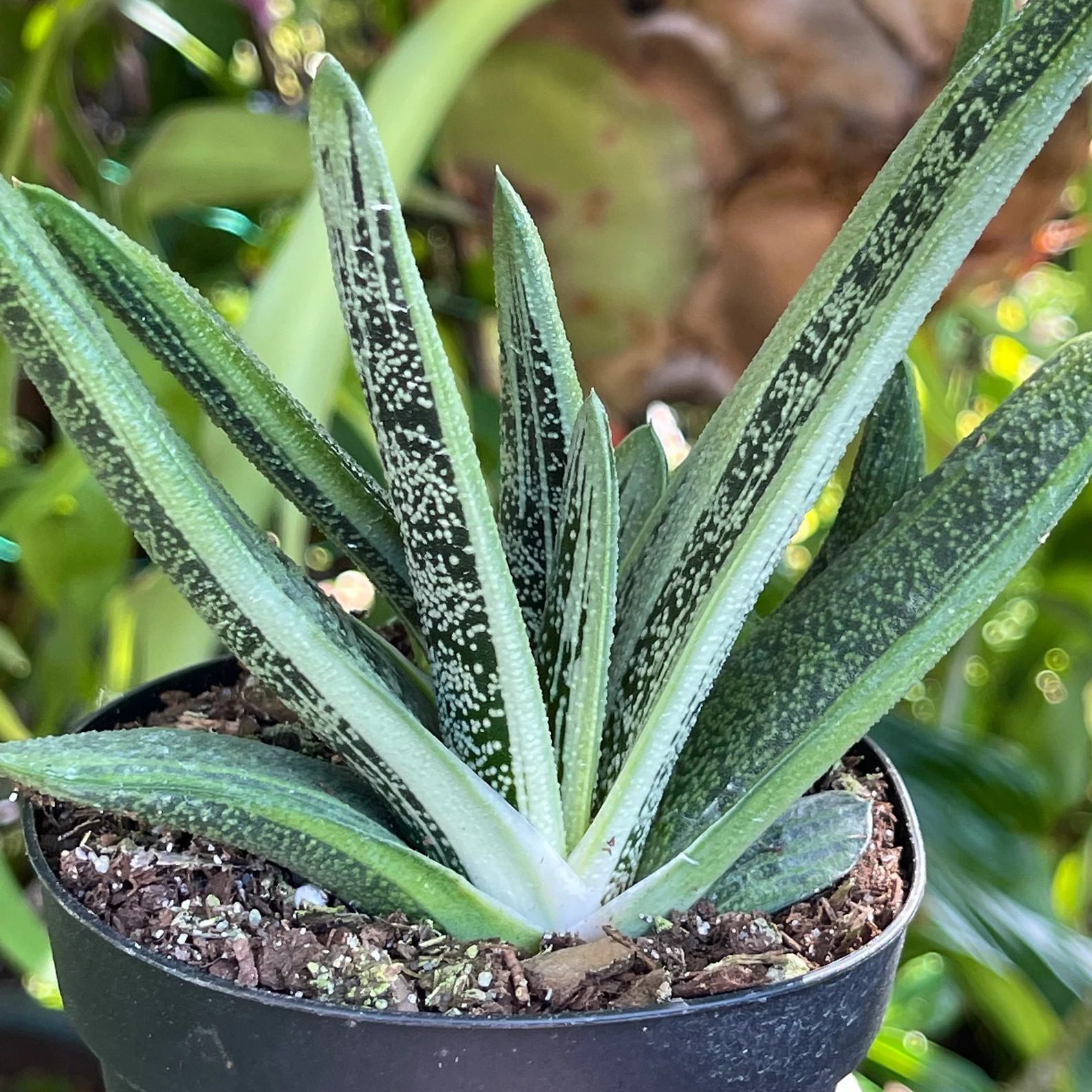 Double Gasteria Spotted Ox Tongue Ecomm Via Etsy.com