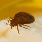 Cities With the Worst Bed Bug Infestations in 2023