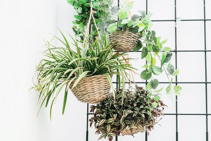 Group Of Trailing Plants in wicker flowerpots hung against a white wall