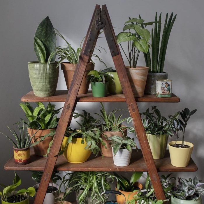 Ladder Plant Shelf Instgram Via Under The Leaves