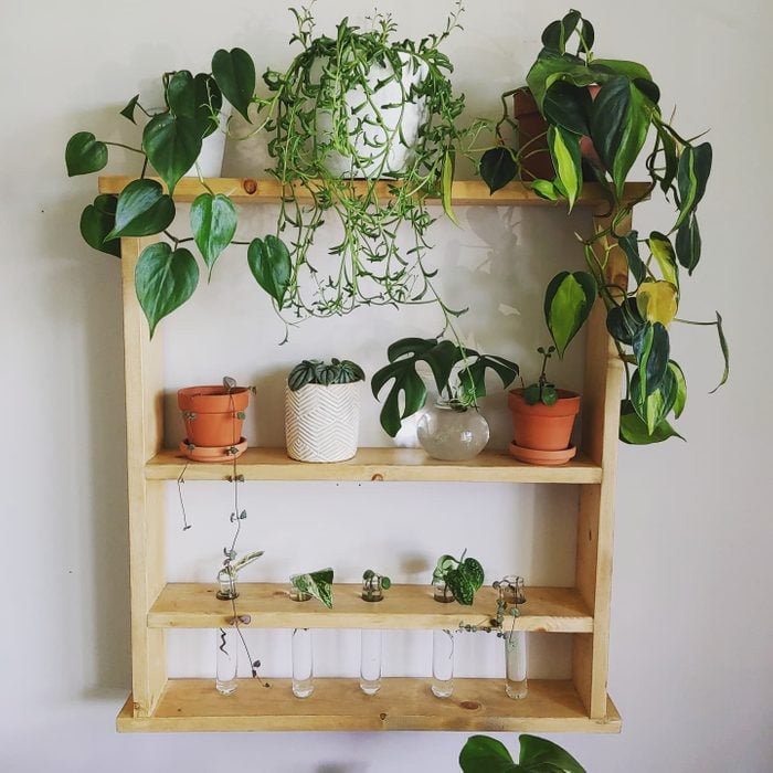 Plant Shelf With Propagation Station Via Myprettyplantyplace Instagram