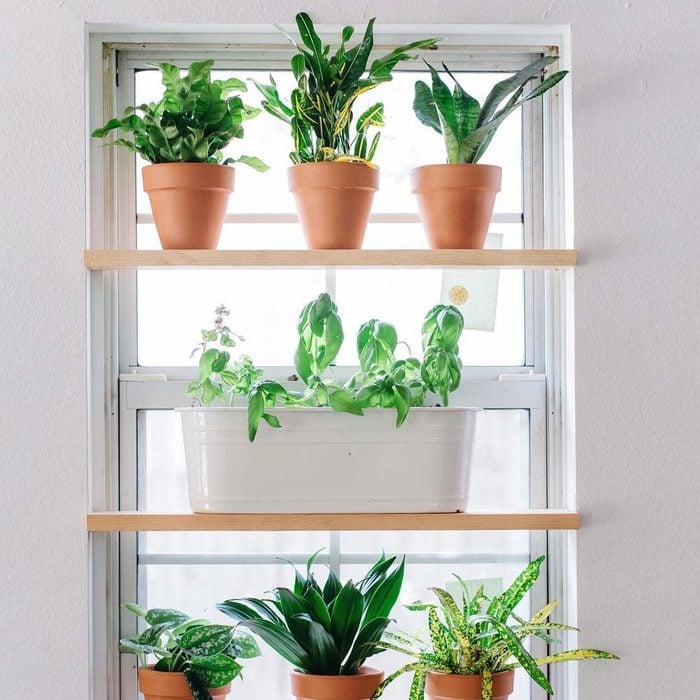 Полка для оконных растений через Kelseysigarsdesigns Instagram