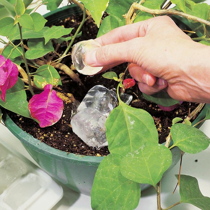 close up a hand putting an ice cube into a potted plant