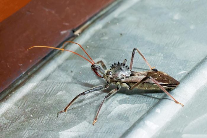 gray assassin wheel bug on a piece of metal
