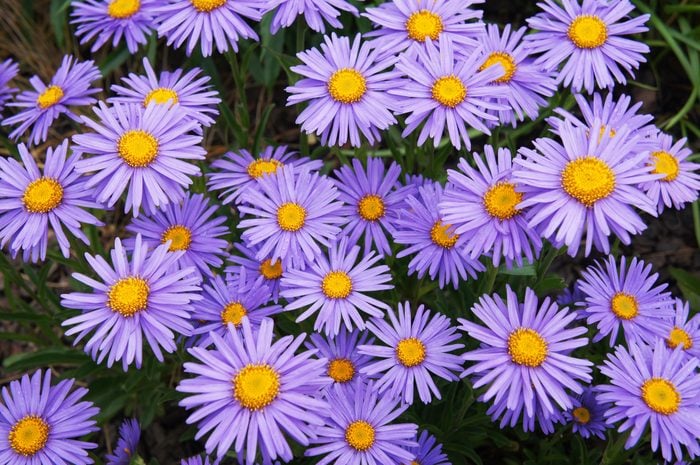 asters or or aster alpinus goliath violet flowers