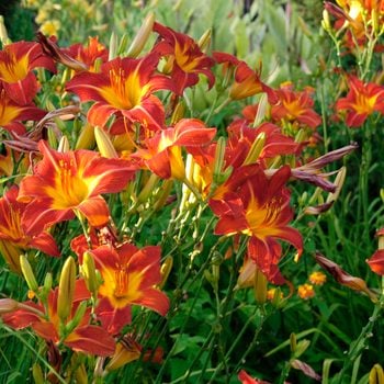 Daylilies