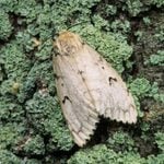 Here’s Why You Need To Be Aware of the LDD Moth This Spring