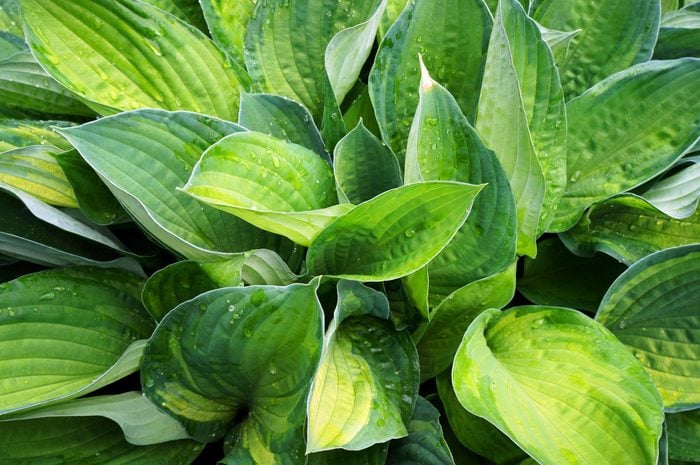 Lush green foliage of Hosta (Funkia) with water drops on leaves.