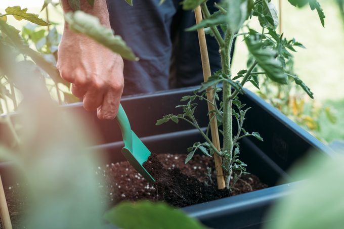 Close up of male hand adding fertilizer to tomato plant