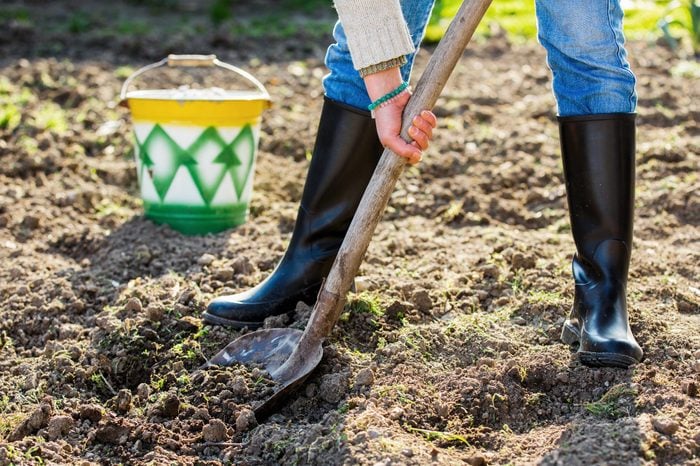 Shoveling in the garden