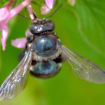 What Are Blue Bees and Where Do You Find Them?