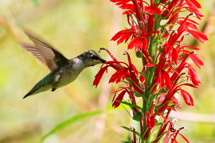 Ruby throated Hummingbird flying to a red flower