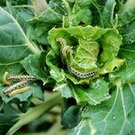 Homeowner’s Guide To Garden Pest Control