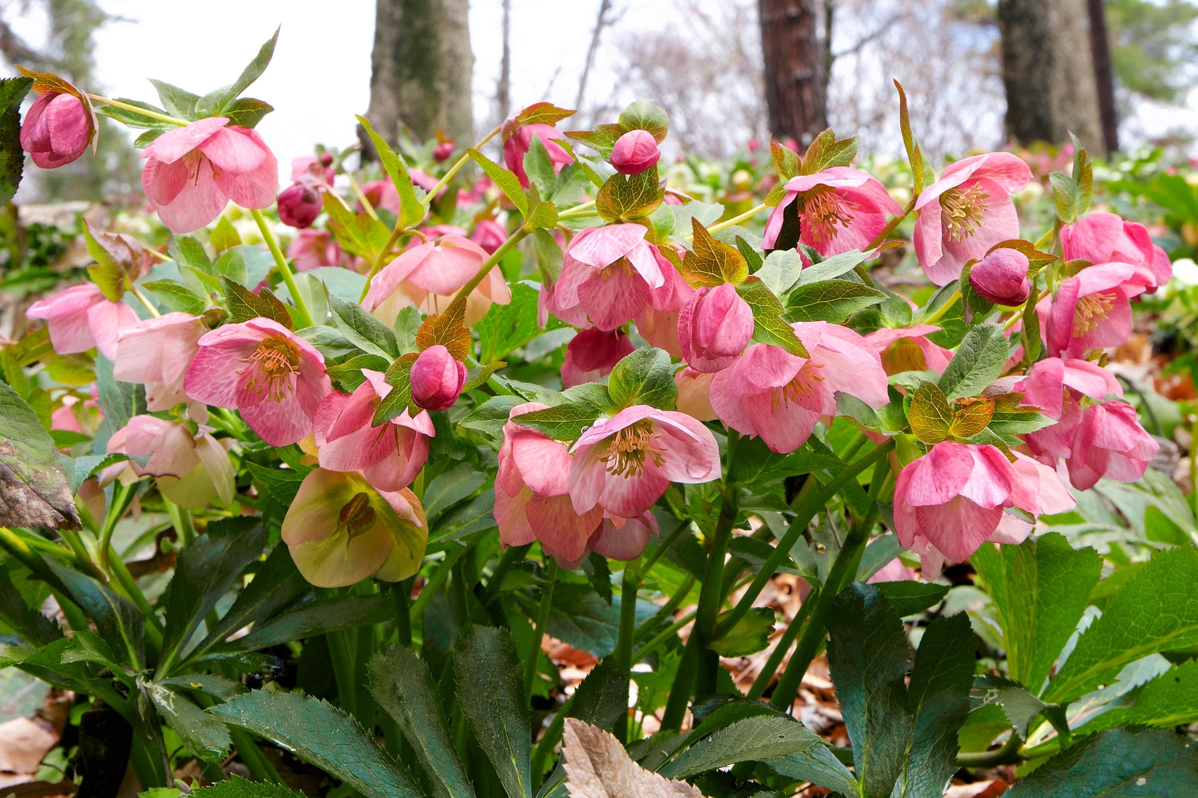 Hellebores flowers in the forest