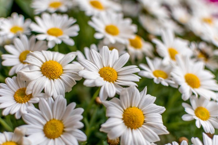 Close-Up Of White Daisies Blooming Outdoors