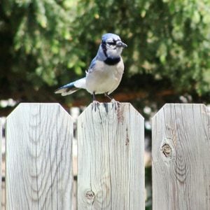 How To Make Your Fence Wildlife Friendly Gettyimages 656334713 Adedit E1645204771647