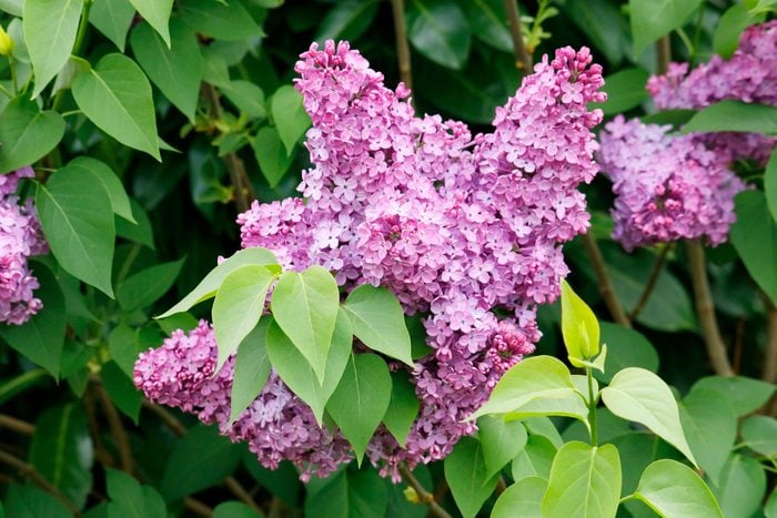 Close up on lilac flowering in a garden