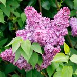 Key Differences Between Lilac Bushes and Lilac Trees