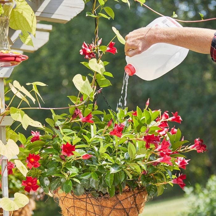 close up hands using a milk jug as a watering can to water a hanging plant with red flowers