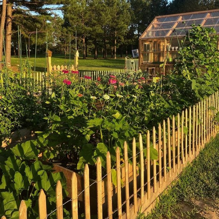 flower garden surrounded by wood and wire fence with a small greenhouse in the background
