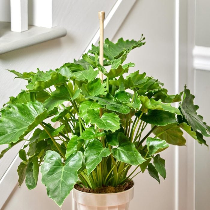 using a curtain rod in a potted house plant