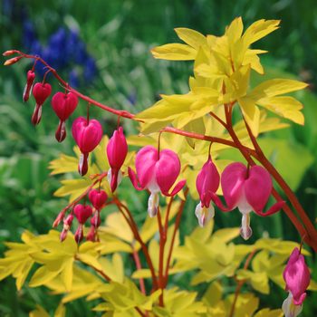 Gettyimages 1133503555 Delightful Heart Shaped Pink Flowers Of Dicentra Spectabilis Known As Bleeding Heart Lamprocapnos Spectabilis