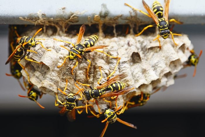 close up of yellow jacket Wasps on their Nest