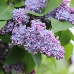 How To Grow and Care for Lilac Bushes