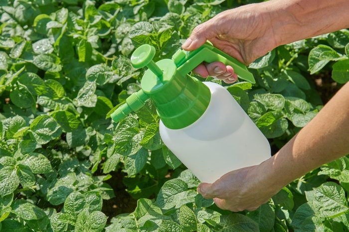 Farmer sprays pesticide with manual sprayer against insects on potato plantation in garden in summer. Agriculture and gardening concept