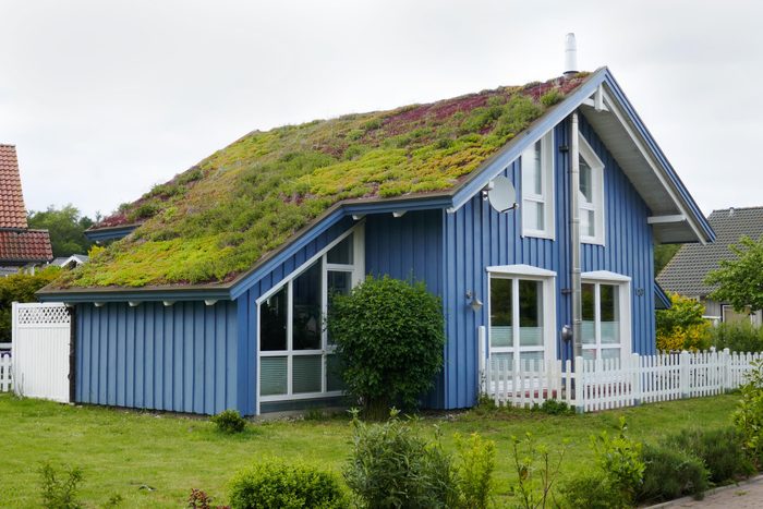 Idyllic blue wooden house in the countryside with green plants on the roof