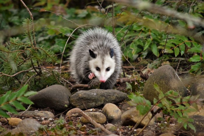 View Of Opossum On Rock