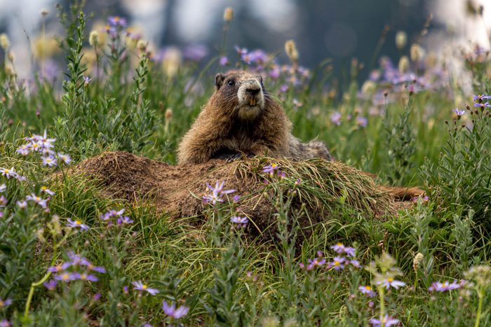 Marmot emerging from its hole amongst wildflowers in Mount Rainier National Park, Washington