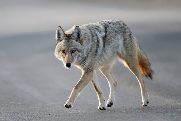 close up of Coyote walking in the street