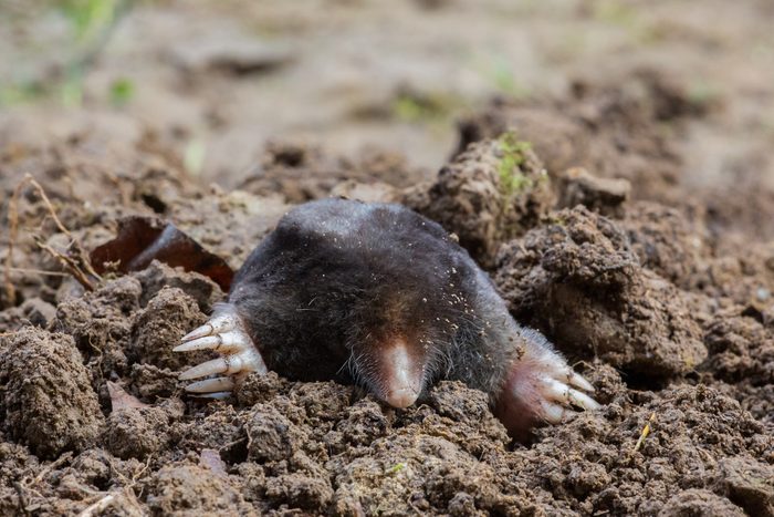 European Mole Emerging From The Ground, Talpa Europaea, Po Valley Italy