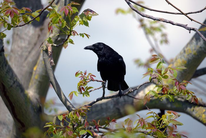 Carrion crow in a walnut tree