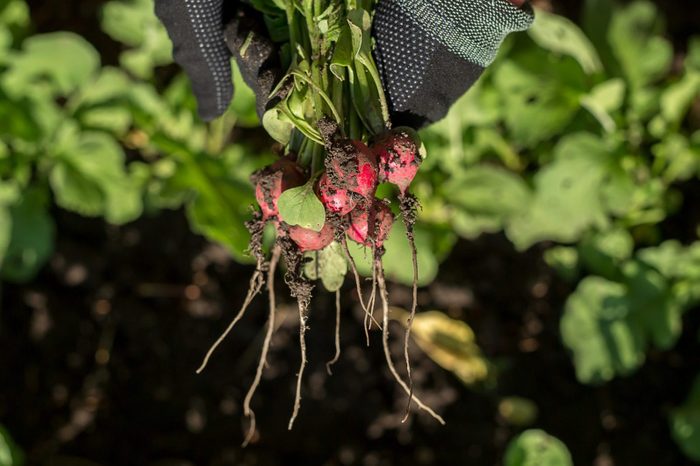 Hands in work gloves hold a bunch of radishes. Radish is dirty with earth.