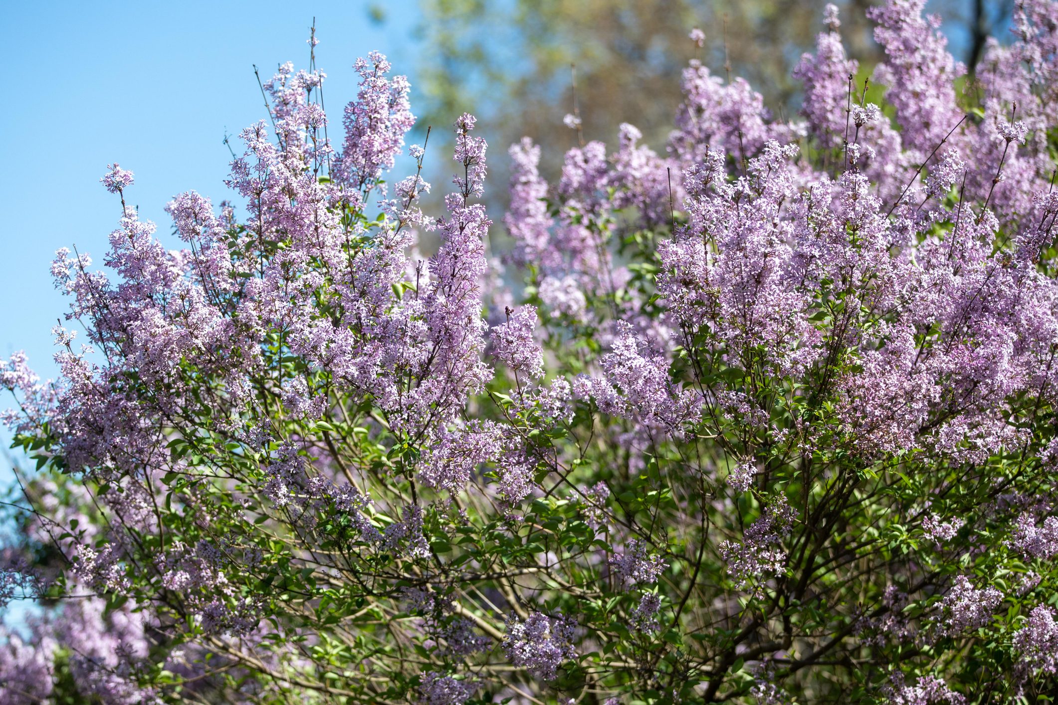  Heres What to Do If Your Lilacs Arent Flowering