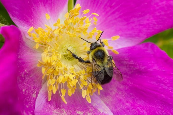 Bumble bee foraging for pollen on a pink flower
