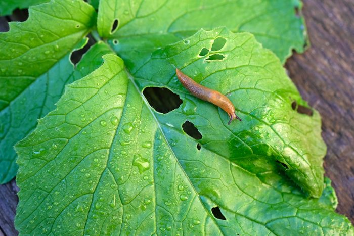 Brown slug on a green wet radish leaf top view.