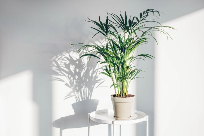 one houseplant quarantining alone on a white table