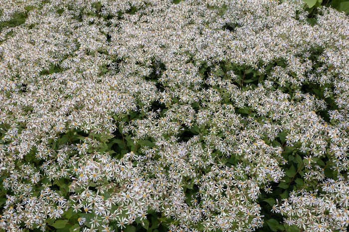 گل های خارچک چوبی سفید Eurybia Divaricata