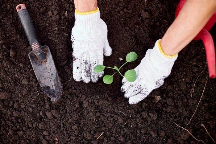 Woman's hands in gloves planting a cabbage seedling in ground