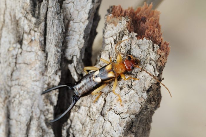 close up of an earwig on wood