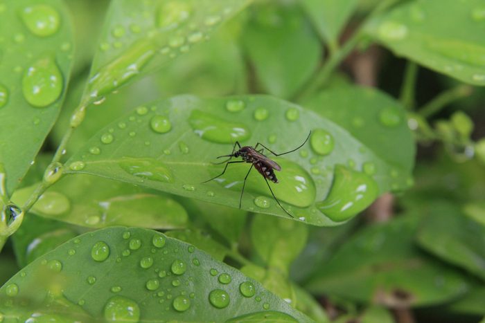 Mosquito on a leaf with rain drops