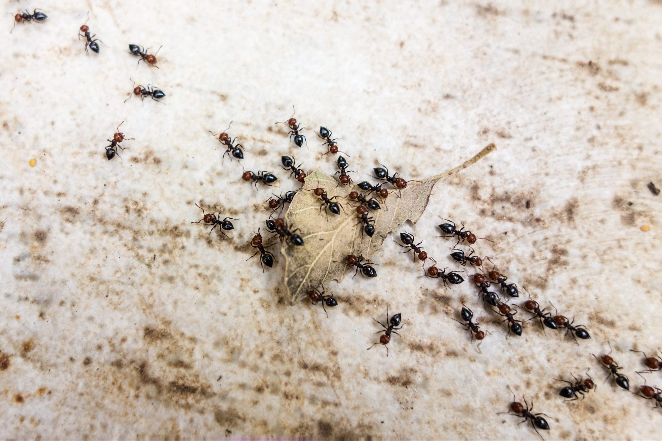 black ants Moving a leaf on concrete