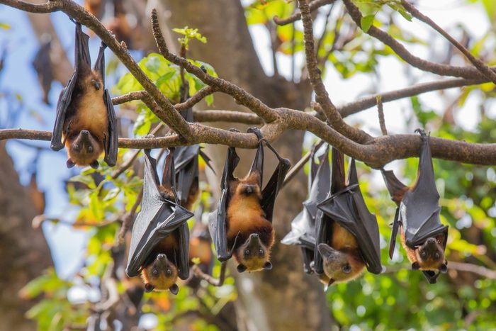 row of Bats hanging from a tree in daylight