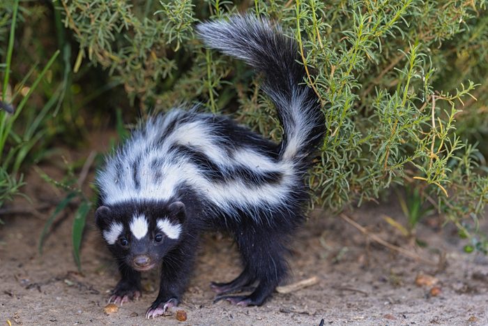 skunk in front of greenery