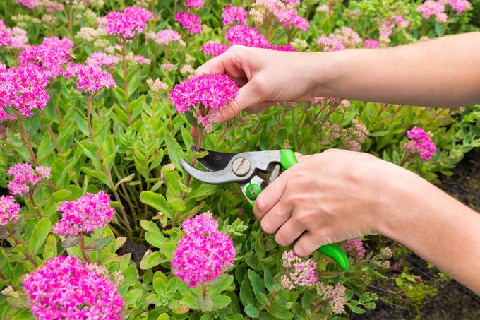 Two arms cutting flower with pruning shears