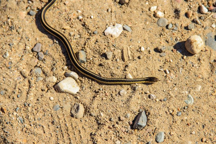 High Angle View Of Garter Snake On sandy ground