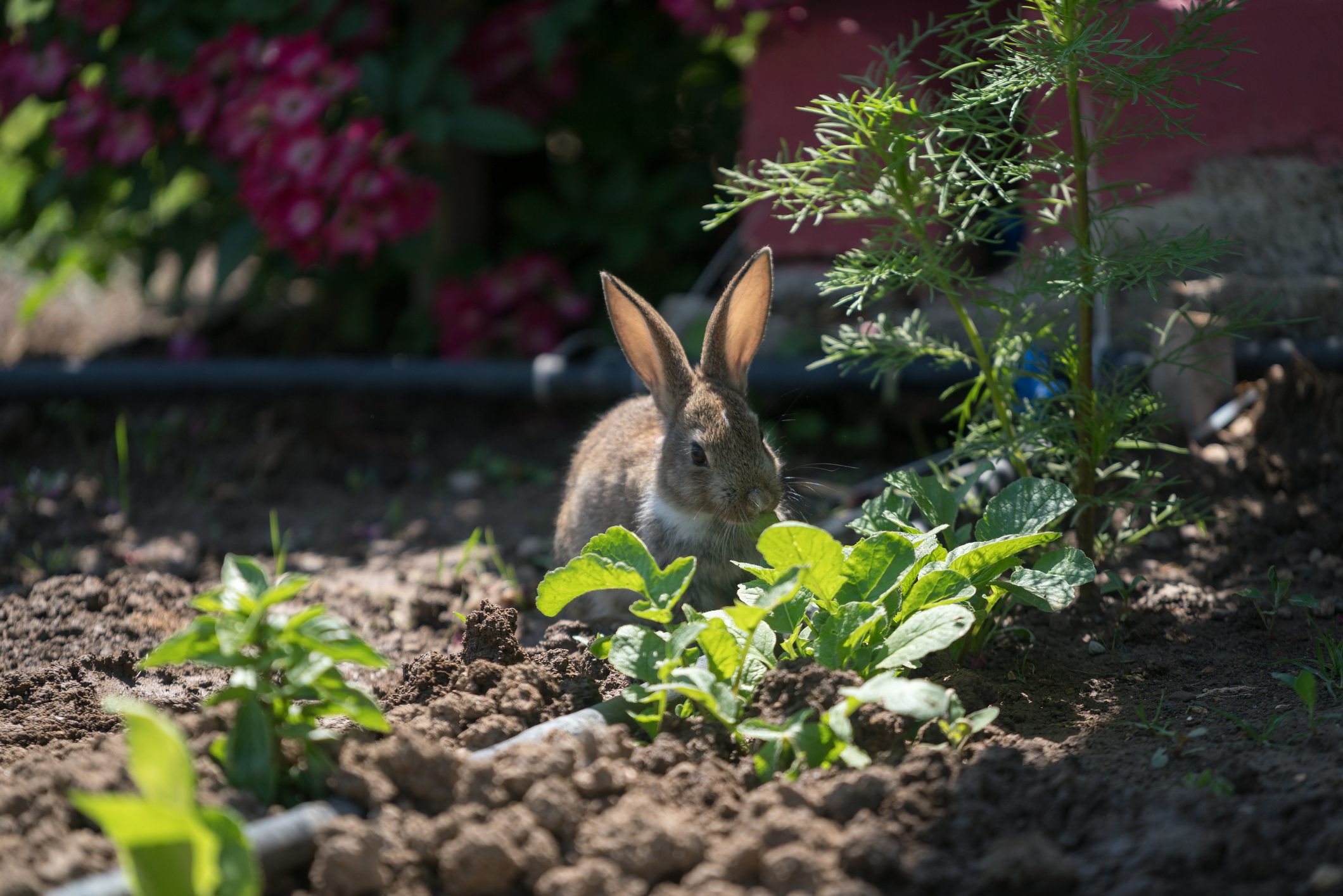 pesky Cottontail bunny rabbit munching grass in the garden